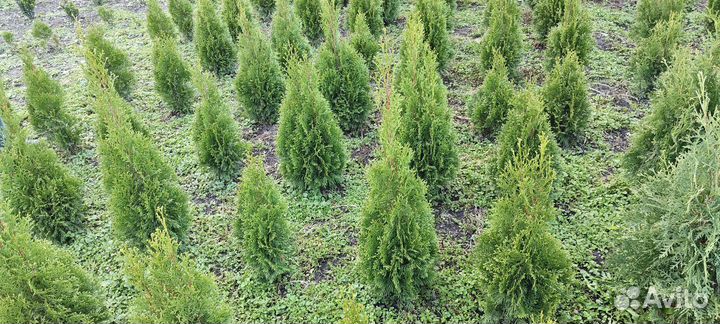 Туя, Колумна (Колоновидная, семенная)