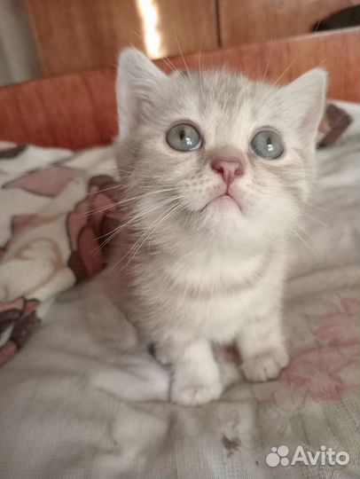 Котик в добрые руки