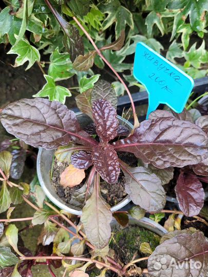 Живучка ползучая 3 сорта