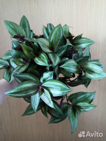 Традесканции в горшках