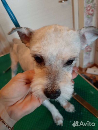 Стрижки собак