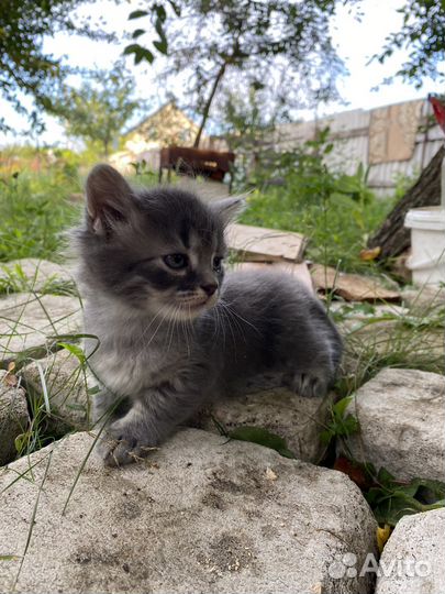 Котята ищут дом