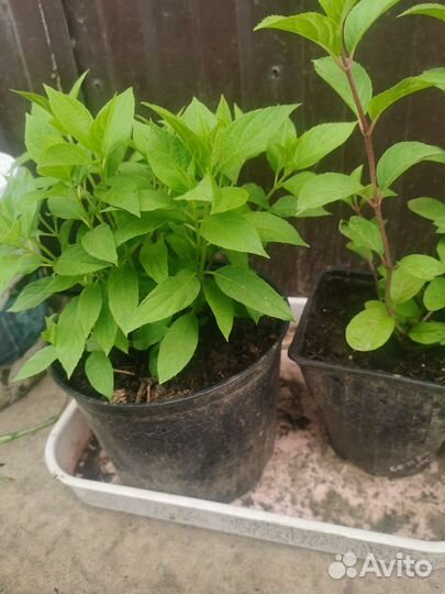 Гортензия метельчатая Сандей Фрейз