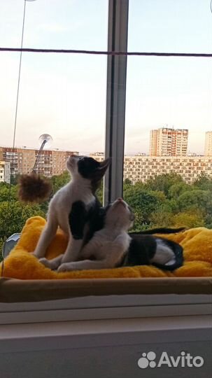 Котята в добрые руки даром
