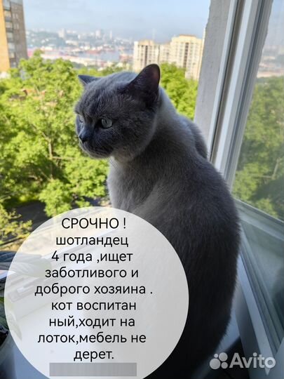 Отдам даром кота