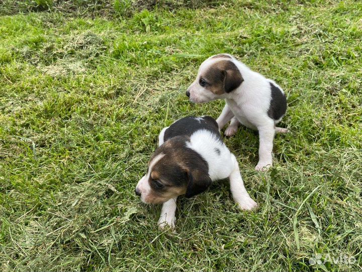 Щенки русской пегой гончей