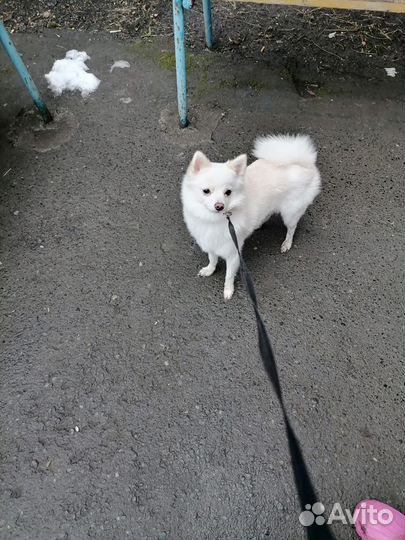 Вязка собак шпиц