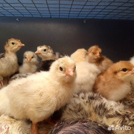 Цыплята суточные домашние