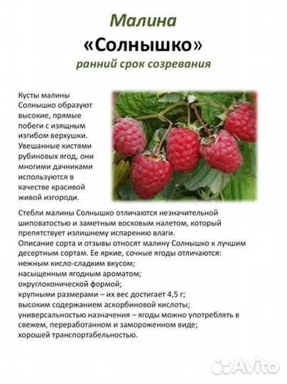 Малина сортовая