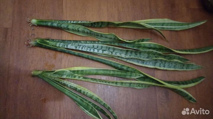 Сансевиерия