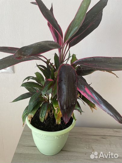 Комнатное растение кардилина
