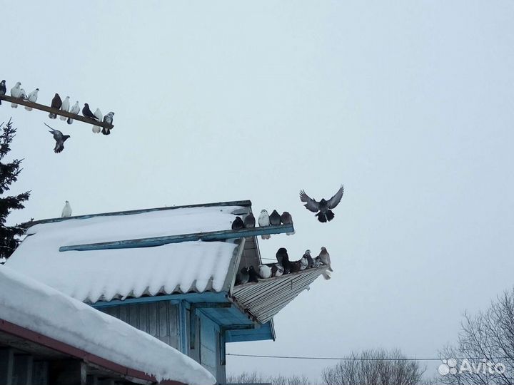 Николаевские голуби