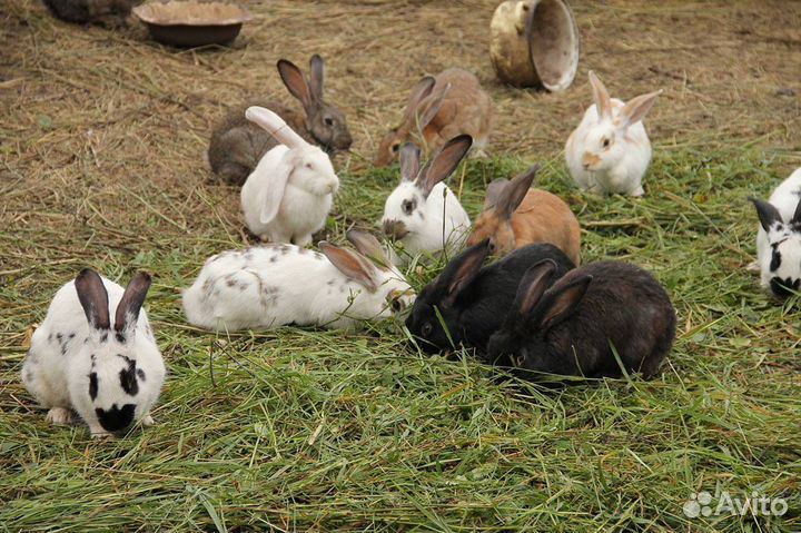 Крольчата