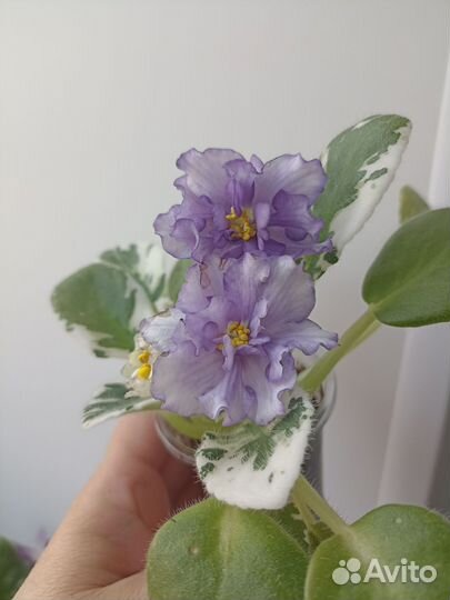 Сортовые фиалки цветущие
