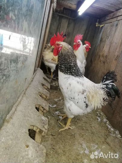 Продам петуха