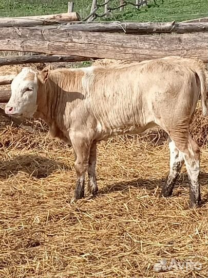 Тёлки, бычки