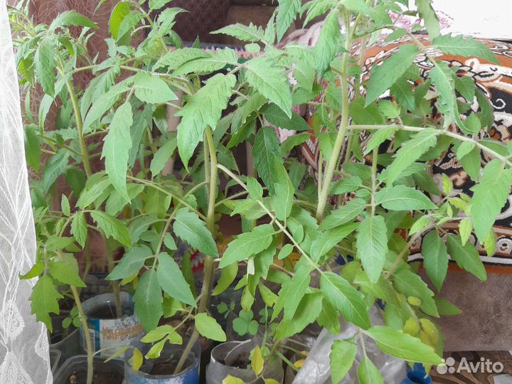 Рассада помидоры, перцы, баклажаны, клубника