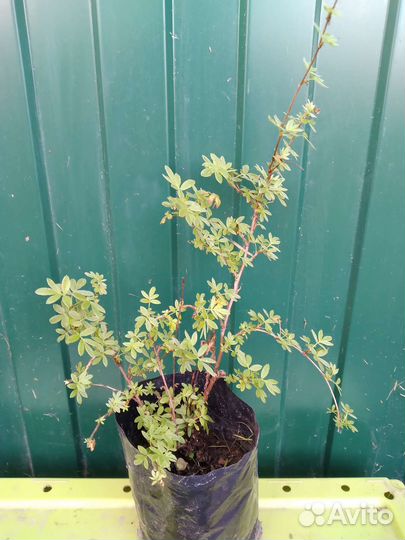 Лапчатка кустарниковая жёлтая Goldfinger саженцы