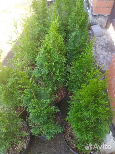 Туя Смарагд, Брабант в горшках