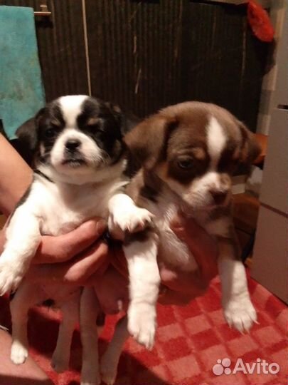 Малыши Чихуа