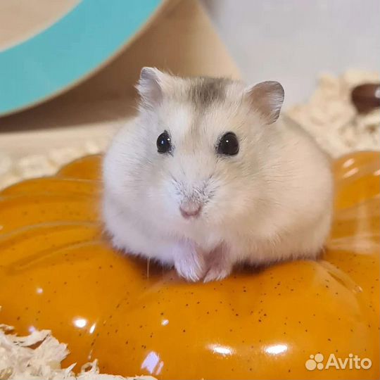 Консультация по содержанию джунгарских хомяков