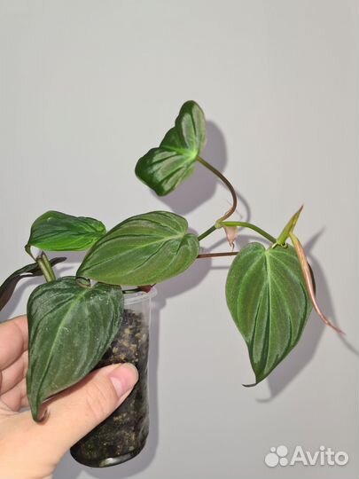 Набор из 10 растений