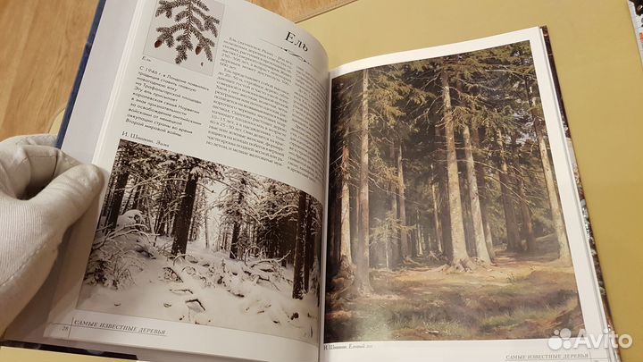 3 книги про лес и деревья - одним лотом