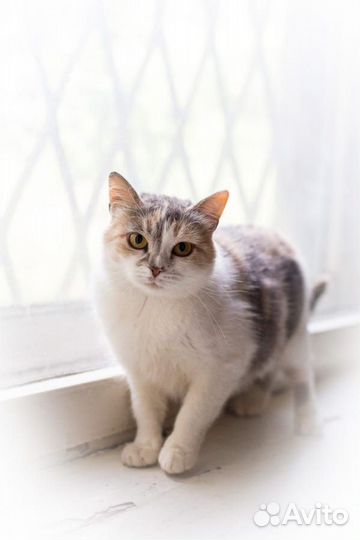 Кошка Умка в дар