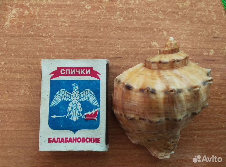 Ракушки Рапаны Лакированные