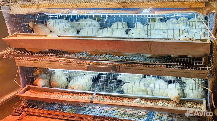 Яйца перепелиные домашние