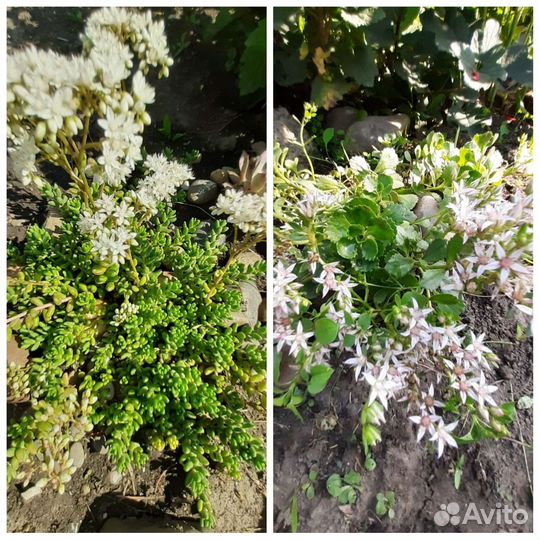 Молодило и почвопокровники