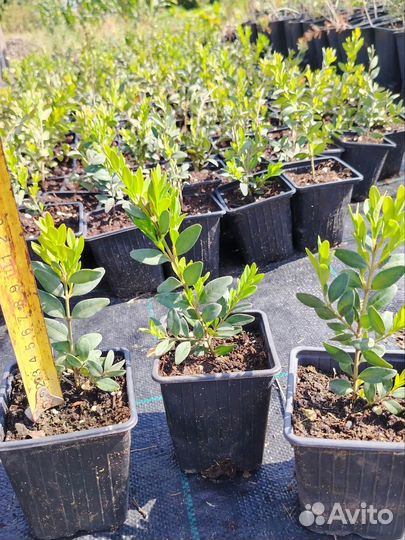 Самшит саженцы 10-16 сантиметров