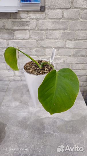 Монстера альба луна