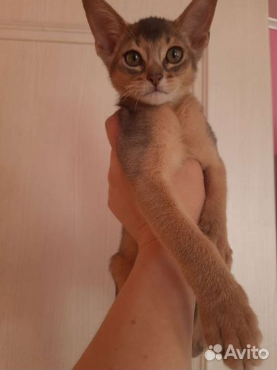 Абисинские котята