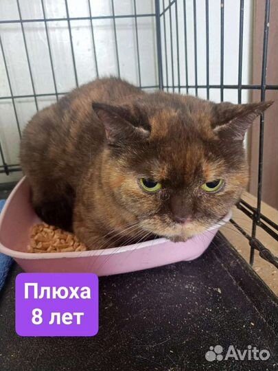 Кошка Плюшка в приюте ждёт хозяев