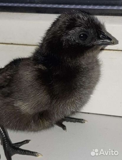 Цыплята ухейилюй