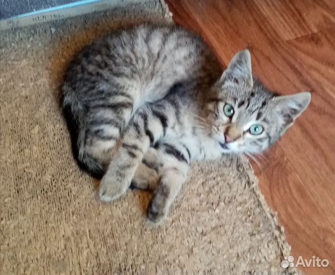 Котенок в добрые руки