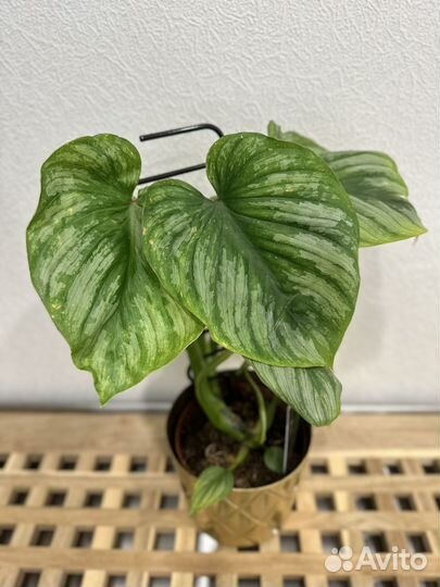 Филодендроны и сциндапсусы