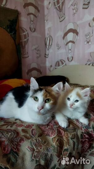 Котята в добрые руки бесплатно