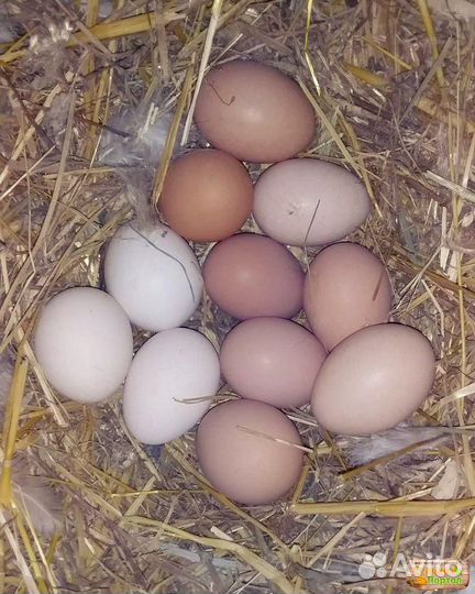 Инкубационные яйца домашних кур несушек. +на еду75
