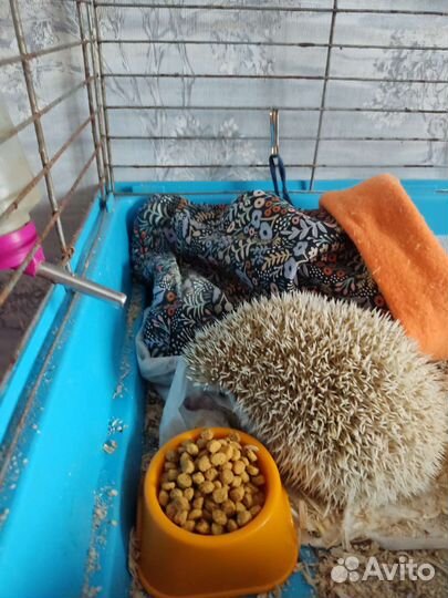 Африканский ежик