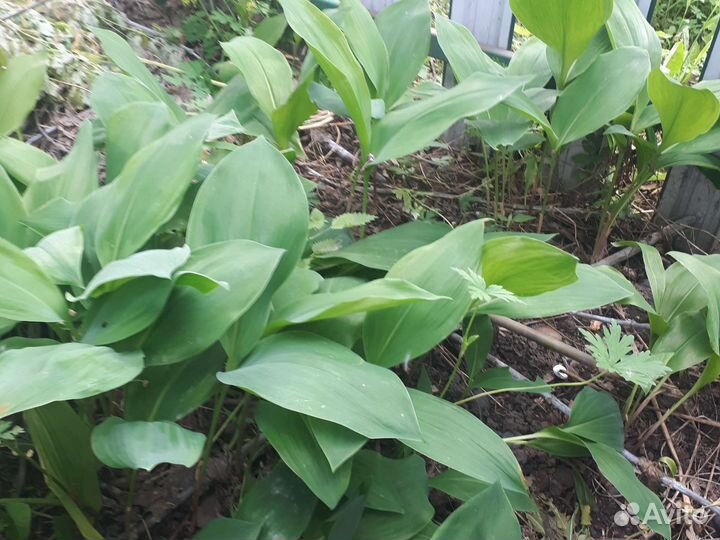 Ромашка (нивянник), календула, ирис, ландыш,канны