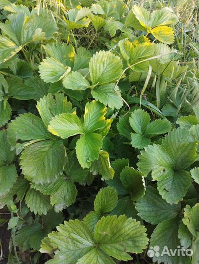 Клубника саженцы