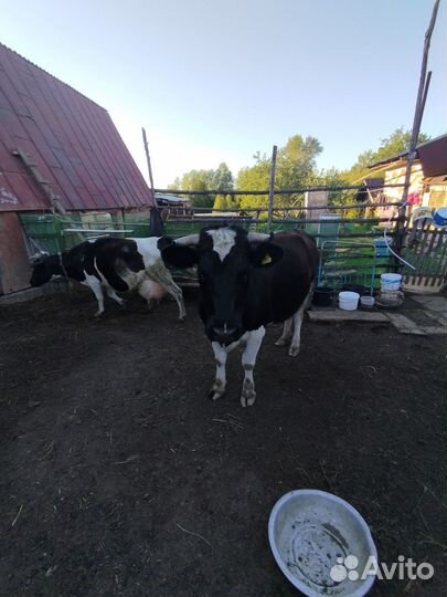 Телка 2 года