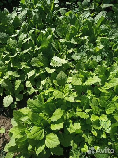 Рассада астры бардюрной