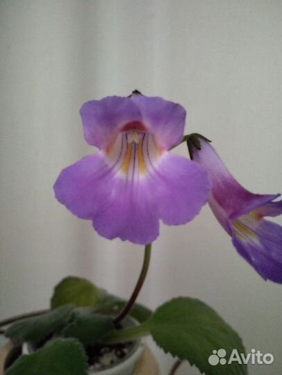 Детки примулины хириты сорта Кейко