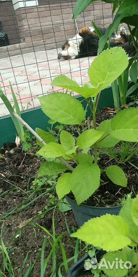 Гортензия древовидная Анабель