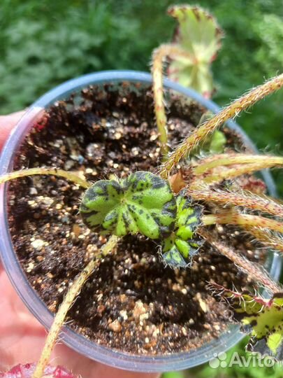 Бегония тигровая