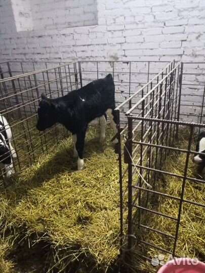 Телята. Бычки