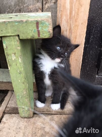 Отдам котят в добрые руки